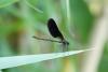 Calopteryx haemorrhoidalis